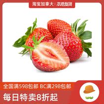 Only for large temperature distribution of fine strawberries 454g granules full of vitamins