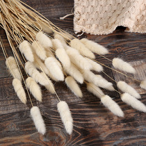 Fire-free aroma vine volatile accessories Foxtail rabbits pure plant fiber rod immortal dry flower supplement