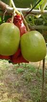 White Dragon Lake wild kiwi Kiwifruit opens your 2021 new experience 8 pounds of big fruit you want to have