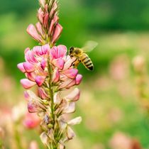 Pure natural flower nectar Longshan Plateau forage honey (WYSIWYG)