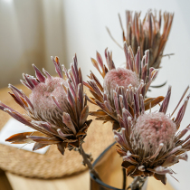 Nordic ins South Africa imported dried flower Home flower arrangement bouquet with soft decoration Princess flower shooting props home