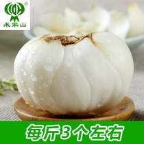 Mijiashan Lanzhou specialty fresh sweet Lily edible one-headed Lily King 500 grams big Lily a catty of 3 pieces