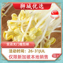 (Vegetable)Soybean sprouts 1kg Singapore local delivery