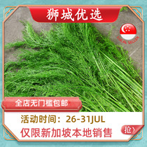 (Vegetable)fennel seedlings 1kg Singapore local delivery