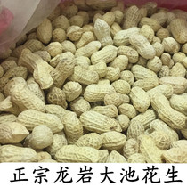 500gx3 Longyan Dapi boiled peanuts wet roasted salty dry crisp flavor bulk Fujian specialty New Year nuts