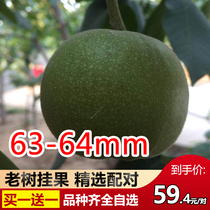 Wenplay walnut gambling green skin extra large four buildings full of stars stuffy pointed lion head unicorn pattern official hat hand handle
