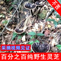 Shaoguan North Guangdong specialty authentic pure wild Ganoderma lucidum Luokeng pure natural black Ganoderma lucidum sliced 250g