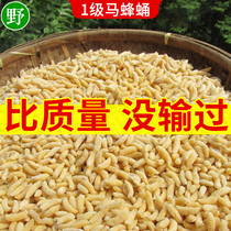  Bee pupae first-class high protein fresh wasp pupae bees frozen grasshoppers vespa insects wasps wasps young wild 500g