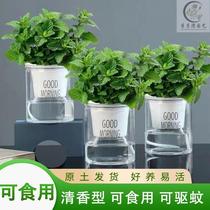 Mint potted plant edible mosquito repellent indoor office Balcony Green Plant good for easy to live purifying air