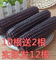 2021 Shanxi Xinzhou black waxy corn fresh sweet waxy vacuum black glutinous corn cob non-transgenic 10 root send 2