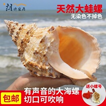 Super big conch shell ornaments crafts fish tank landscaping sea sound big horn can blow toys natural