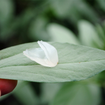 Super wild saponin rice Yunnan Lianghe single pod snow lotus seed dry goods 100g sulfur-free white fungus match