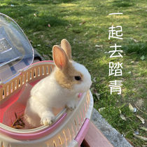 Rabbit Out Portable Cage Carry-on Basket Hamster Golden Silk Bear Dragon Cat Dutch Pig Guinea Pig Box Cage Small Darling