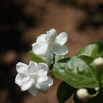  Four seasons foam jasmine dried jasmine dried flowers fresh sweet bulk cold-brewed flower tea