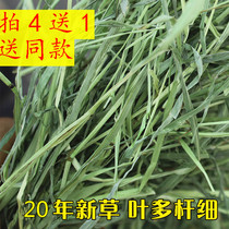 2021 2021 new grass rabbit grass mention Moshe grass hay hay rabbit dragon cat grass grain guinea pig grain Dutch pig feed thatgrass