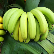 The current season of Yunnan banana fresh fruit