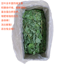 Drying Big Folia Dry Dragon Dragon Cat Dragon Cat Dry Dutch Pig Hay Food High Protein Nutritional Husbandry Anti-inflammation Detoxification for one pound