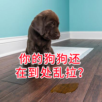 Dog toilet inducer dog urine pet urination defecation fixed poop urine urine defecation fixed poop urine urination agent