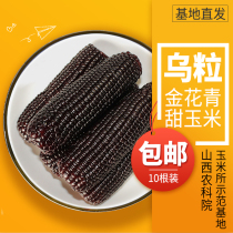 Wuzhi Jinhuaqing Sweet Shanxi Academy of Agricultural Sciences Corn Research Institute Qingsweet glutinous corn fresh non-genetically modified black corn