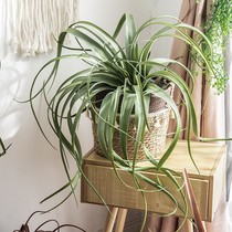 Simulation plant air pineapple high-grade fake flower succulent decoration wall hanging green plant decoration flower arrangement decoration landscaping design