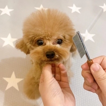 Pet cat dog facial mouth hair comb knot mini row comb Yorkshire Teddy Bai Bear small dog