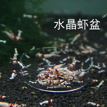  Crystal shrimp Polar fire shrimp feeder Stainless steel dried spinach feeding cage Aquarium bottom perching fish ornamental shrimp feeder
