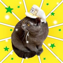jojo Wonderful Adventure Empty Jotaro 4th Generation Pet Supplies Cat Hat Headgear Small Dog Headdress Dress