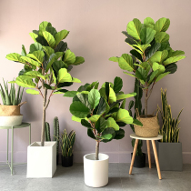 Simulation piano leaf Banyan Large Nordic green plant potted fake flowers Fake plants Indoor home living room decorative window ornaments