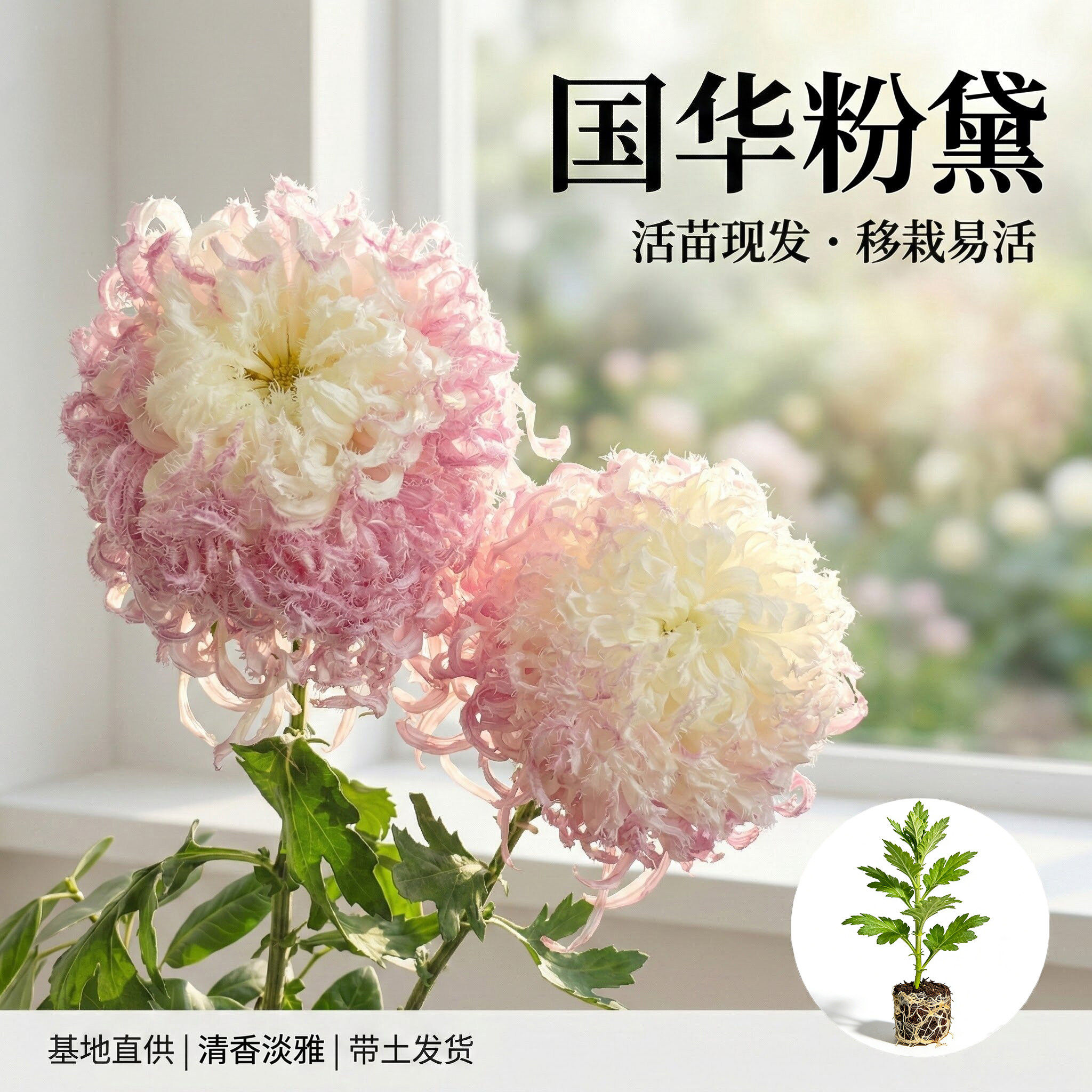 鹅毛粉黛大菊苗-鹅毛粉黛大菊苗促销价格、鹅毛粉黛大菊苗品牌- 淘宝