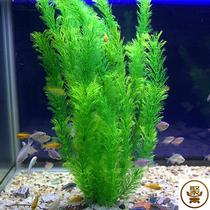 Fish tank landscaping simulation fake water grass soft plastic small seaweed aquarium foreground plant lazy set decoration