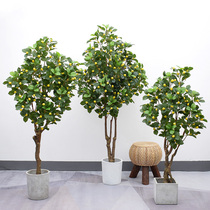 Nordic ins wind simulation green planting lemon tree landing fake potted indoor living room dining room decoration ornaments money Banyan