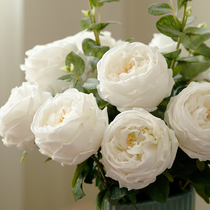 Emulated florist hand feel moisturizing rose upscale Austin Ins wind bouquet photo-prop tea Mei hand-holding photography