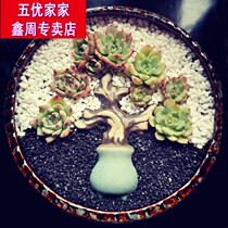 Fleshy flowerpot large caliber large large creative ceramic pot European-style meat flowerpot creative stone flower pot