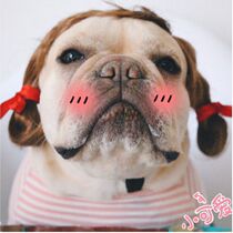 Pet dog cat hat cool headgear little princess braid method fight wig selling cute funny headdress