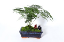 Pet forest planting pet spark pet burial pet funeral pet aftermath