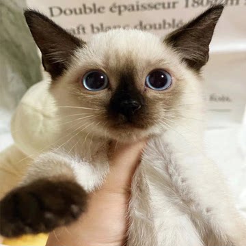 纯种暹罗猫幼猫短毛猫泰国猫海豹重点色蓝眼小猫活体宠物猫咪活物