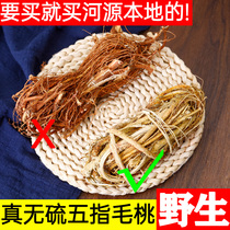 Heyuan specialties Wild sulfur-free five-finger hairy peach root Chinese medicinal material five-clawed dragon milk root soak wine seedlings Spica soup