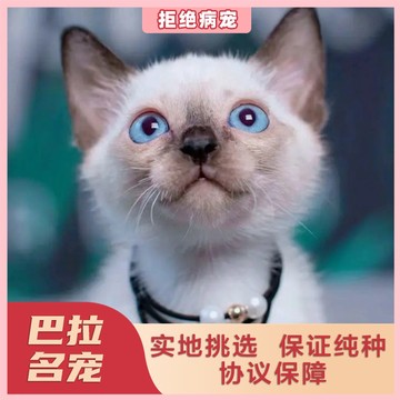 上海猫舍 出售纯种暹罗猫幼猫 蓝眼重点暹罗猫泰国短毛猫宠物猫咪