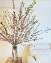 Delivery is now cut fresh peach branches Real flowers Fresh cut peach branches Buds soak in water flowering town house transport recruit peach flowers