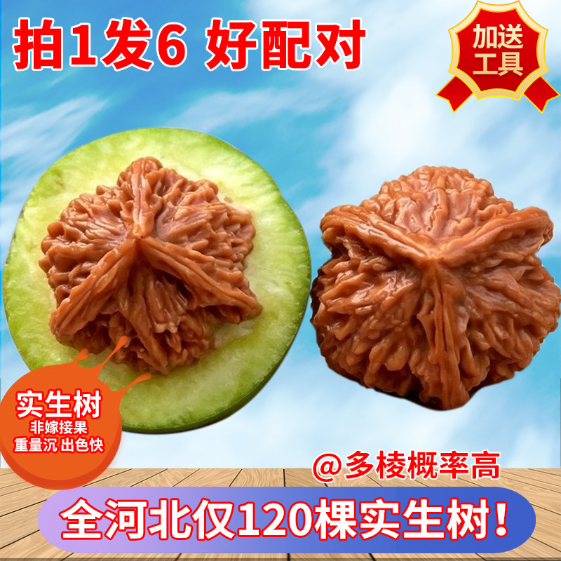 青皮麒麟纹核桃-青皮麒麟纹核桃促销价格、青皮麒麟纹核桃品牌- 淘宝