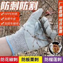 Anti-stab and anti-cut gloves anti-prick and kill fish gardening pick chestnut prickly pepper abrasion resistant anti-slip cactus Rose moon season cow leather