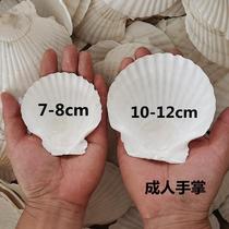Grill with garlic vermicelli shell big Fan White steamed scallop Hawaiian half shell large tray White