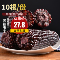 Songxin Northeast Black Glutinous Corn Cob 10 Non-GMO Sweet Fresh Fresh Pick Ready-to-eat Sticky Purple Vacuum Bro Rice
