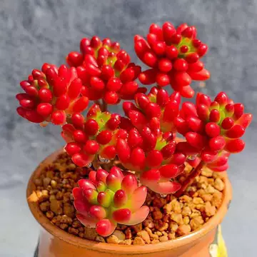 老桩多肉植物-老桩多肉植物促销价格、老桩多肉植物品牌- 淘宝