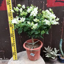 Triangle plum snow white princess original basin delivery real photo