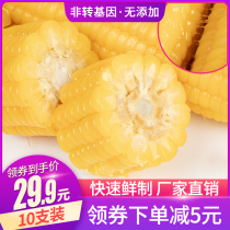 Corn fresh waxy corn Northeast yellow sticky corn cob 10 spike vacuum fresh food non-GMO meal replacement in new Jiamei