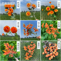 Light orange simulation rose hydrangea peony fog Wenxin orchid Orange wedding hall background wedding flower row decoration