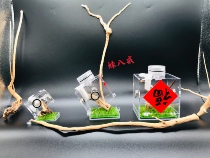 Jumping Spider box acrylic butterfly buckle opening and closing Lucas jumping spider macro landscape box songworms feeding box feeding