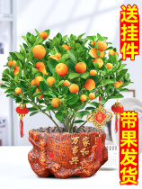 Four seasons gold orange pot with fruit orange tree plant indoor and outdoor living room recruited flower balcony small orange pot view