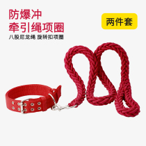Double-row buckle plus coarse dog chain large canine dog traction rope gold wool samo big dog neckline dog rope two pieces